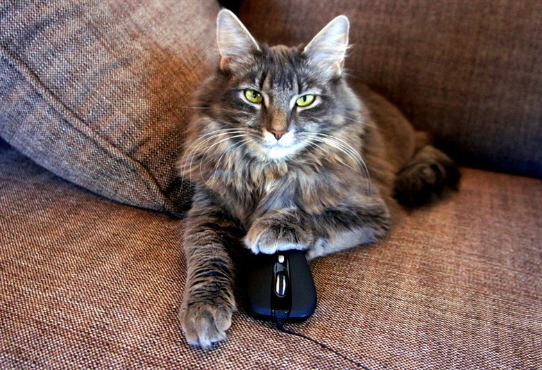 Vistbacka kattpensionat ser v&auml;l trevligt ut
